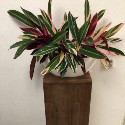 Plant